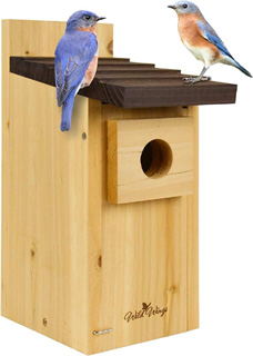 blue bird house pic